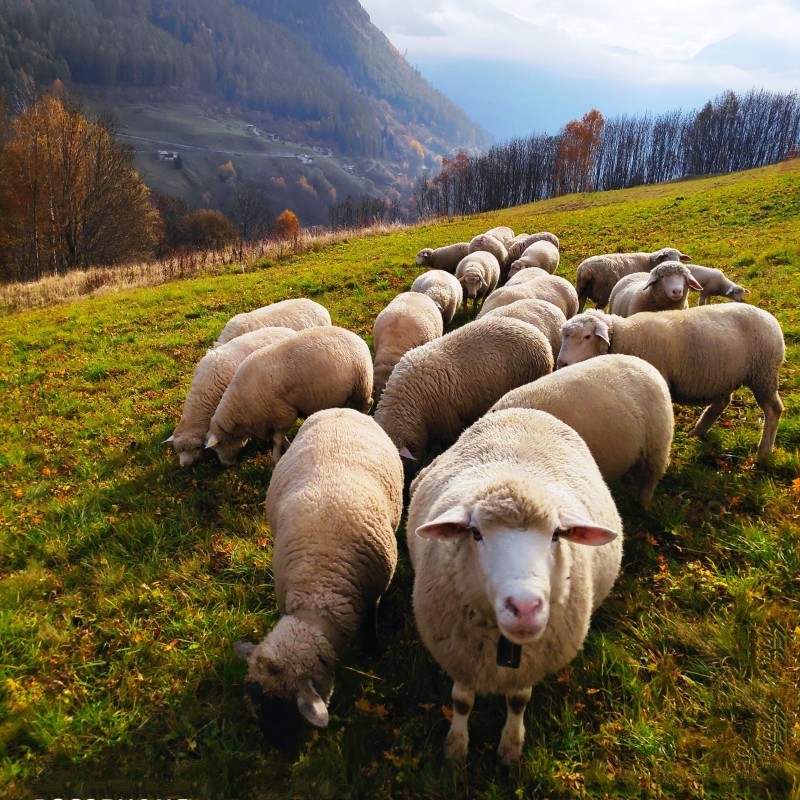 Coltivazioni e Allevamento Ovini